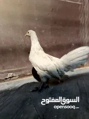  2 دجاجه زينه سيراما