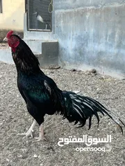  23 , بيع دجاج باكستانيه