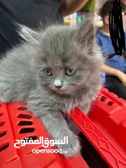 3 قطه كتن للبيع لون رمادي