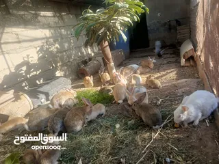  6 ارانب بلديه شغالة تربيه منزليه