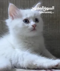  7 قط شيراز ذكر