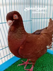 7 متاح فحل قرقاطي وطيره مصريه حمره شغالات