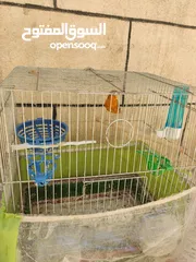  5 عصافير كناري للبيع