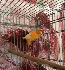  1 فحل كنار احمر