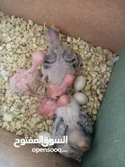  5 طيور حب للبيع