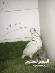  23 حمام كش للبيع كوم