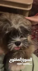  7 Puppy for sale price is negotiable