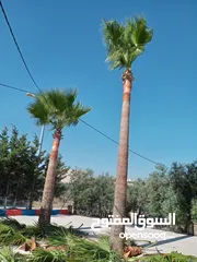  26 فني أشجار النخيل