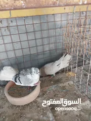  7 حمام نخب صحه ونضافه للبيع