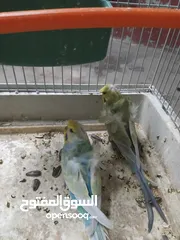  2 جواز ريمبو هوقو رومو جواز احجام تبارك الرحمان كلو شغال