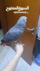  1 african grey parrot (casco)