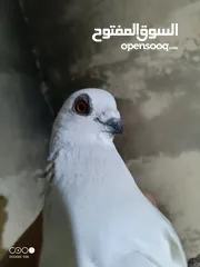  2 حمام للبدل