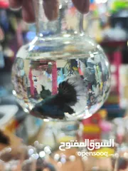  1 سمك الفايتر الملكي – ملك الزينة في عالم الأحواض هل تبحث عن لمسة اناقة
