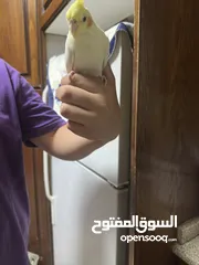 4 ببغاء  كوكتيل بدون قفص