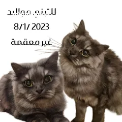  4 قطط للتبني persian cat for Adobtion