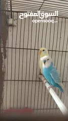  6 جوز حب للبيع