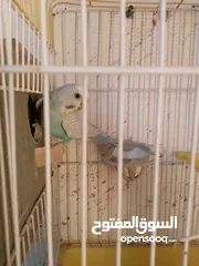  3 كوم حب  جوز تحتو فرخين وجه فطم  وجوز تحتو 3 فراخ عمر اسبوع  وجوز جنة  و 10 مخاليف حب ومطير