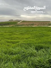 6 للبيع ثلاث دنم ونصف منطقة بلعما الزنية قوشان مستقل من المالك مباشرة بسعر مغري جدا