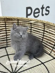  11 سكوتش فولد اكثر من لون ( شاهد الوصف )  (الي مهتم يرن )