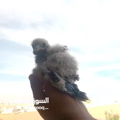  1 صقور للبيع