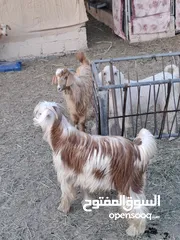  4 جدي محقوص ماشاء الله