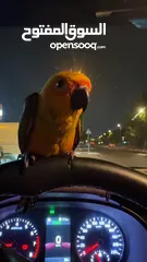  1 sun conure صن كنيور