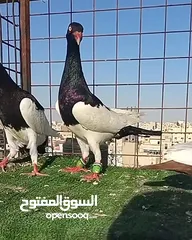  2 سلافر قصه فحل وفراخو