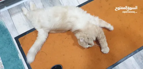  4 Female cat for adoption قطة للتبني