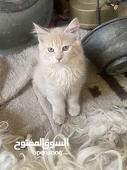  5 قطط للبيع او التبني
