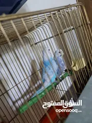  12 مجموعة طيور جواز كلها شغاله أن شاء الله