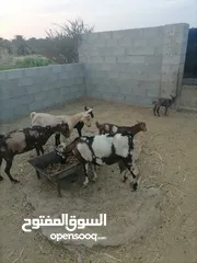  1 أغنام صلاليه للبيع