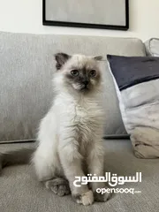  2 بسة بيتية هملايا مكس شرازي