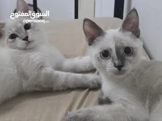  6 قطط انواع شيرازي وانجورا تركي بسعر طري