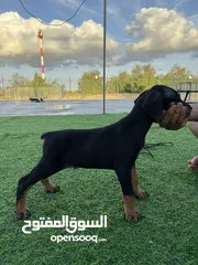  2 Doberman Puppy available 40 days 3 male 3 female