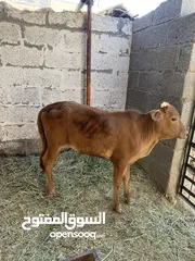  1 للبيع عجل عماني