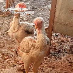 1 جاجتين فارسي نخب أول