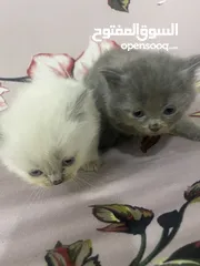  6 Persian short hair kitten