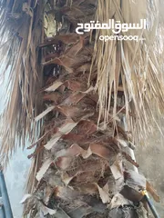  4 شجرة نخيل زينه