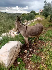  4 حمار للبيع