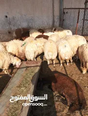  30 ذبيح للبيع طيبه سمان عزيمه ثلاجه خرفان طيبة هرفي جذع وتساب اتصال لتوصيل جميع مناطق قطر سوري بلدي