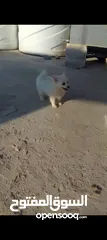  3 كلبه انثى شيواو موجود في اربد حنينا للبيع  موجود في اربد حنينا كلب اشي مرتب .؟.......