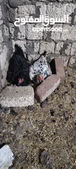  8 فراخ هندي رقد