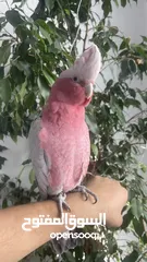  2 Galah Cockatoo