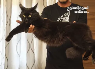  3 قطة maincoon