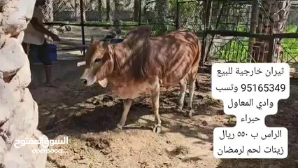  3 ثيران خارجية مطعومه