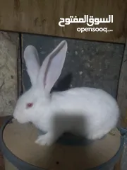  2 ارانب للبيع