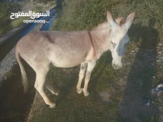  2 حمير لبيع.