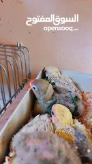  5 فراخ زق يدوي
