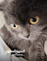  2 قطة  سكوتش فولد