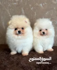  1 بومارينيان تيكب أصغر حجم مستوى عالي جدا pomeranian t_cup